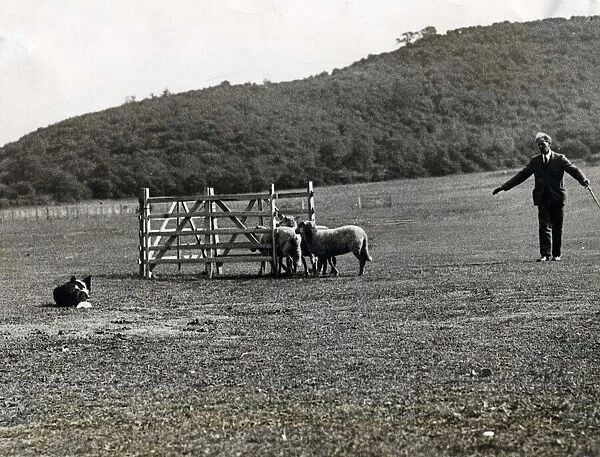 Sheepdog Trials - Competing in the doubles championships at the working trials of
