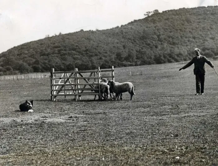Framed Print : Sheepdog Trials - Competing in the doubles championships at the working trials of