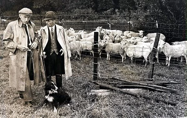 Sheepdog Trials - Mel Williams of Green Meadow, Llanfair
