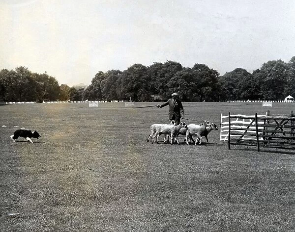 Sheepdog Trials - Sheep Dog Trials in Hyde Park. Twenty of the world