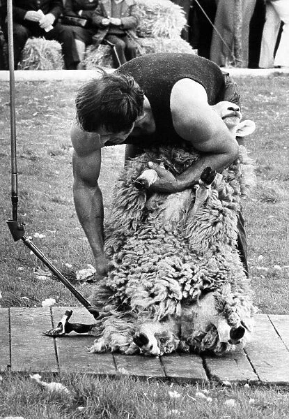 A sheepshearer demonstrating his skills