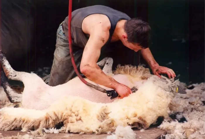 Framed Print : A Sheepshearer hard at work removing all the wool neatly from the sheep
