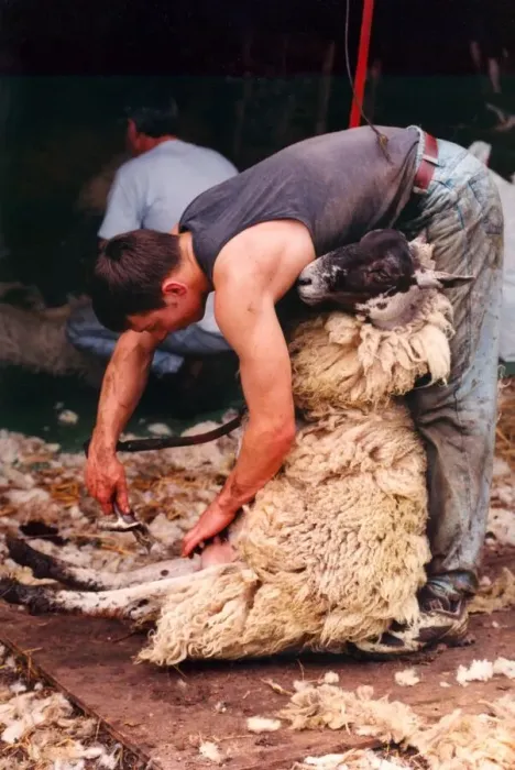 Framed Print : A Sheepshearer hard at work removing all the wool neatly from the sheep Framed Print : A Sheepshearer hard at work removing all the wool neatly from the sheep
