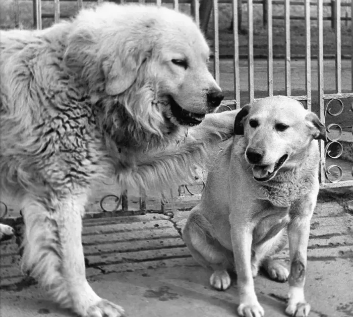 Framed Print : Shep the Pyrenean Mountain Dog and Rebel the Golden Labrador are best buddies Framed Print : Shep the Pyrenean Mountain Dog and Rebel the Golden Labrador are best buddies
