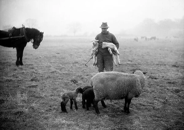 The shepherd adopts a family at Woodhaven Mortimer, Malden, Essex