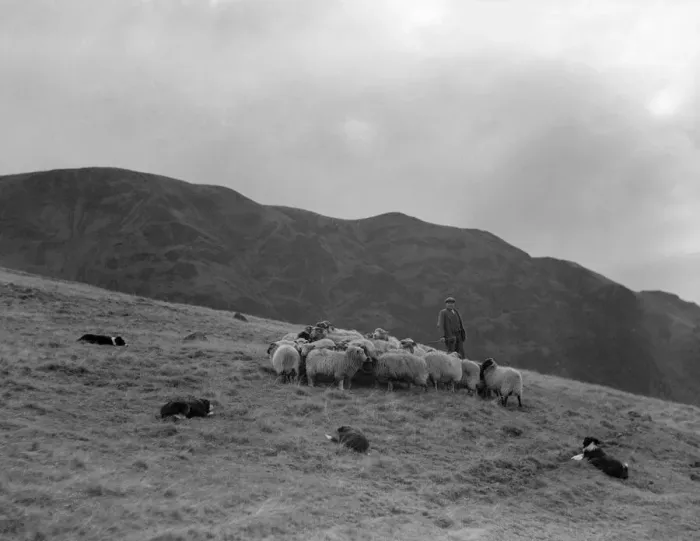 Framed Print : A Shepherd with his border collie sheep dogs checks his flock on the Cumbrian hills