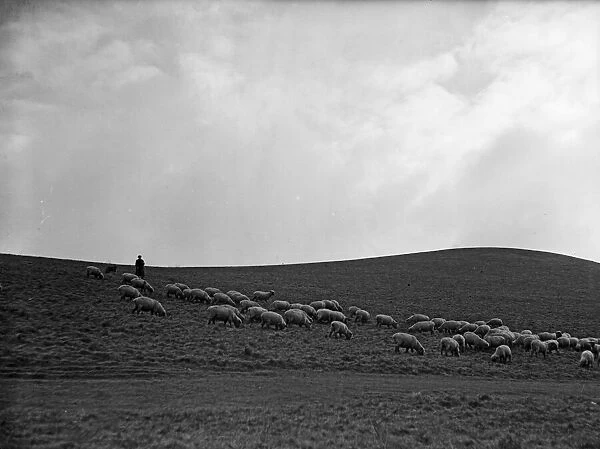 Shepherd with his flock in the Cumbrian hills. Circa 1935