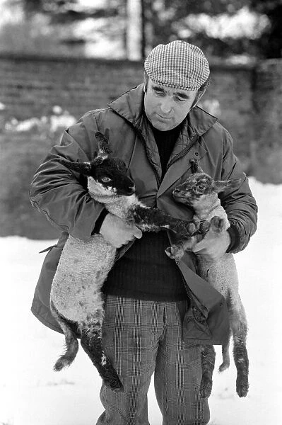 Shepherd seen here with his flock of Sheep in the winter snow. PM 81-02288-006