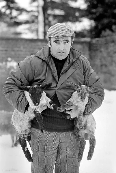 Shepherd seen here with his flock of Sheep in the winter snow. PM 81-02288-007