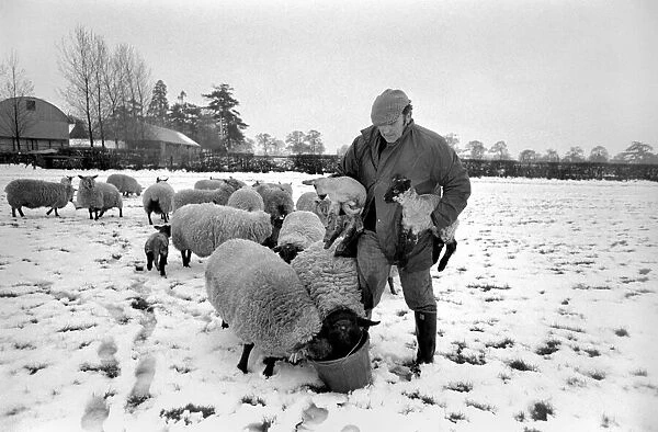 Shepherd seen here with his flock of Sheep in the winter snow. PM 81-02288-003