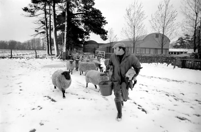 Framed Print : Shepherd seen here with his flock of Sheep in the winter snow. PM 81-02288-010 Framed Print : Shepherd seen here with his flock of Sheep in the winter snow. PM 81-02288-010