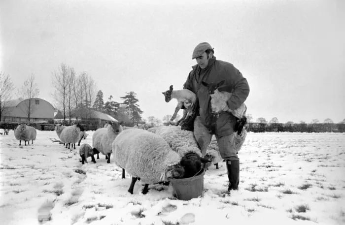 Framed Print : Shepherd seen here with his flock of Sheep in the winter snow. PM 81-02288-004 Framed Print : Shepherd seen here with his flock of Sheep in the winter snow. PM 81-02288-004