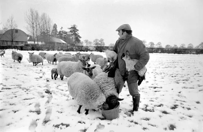 Framed Print : Shepherd seen here with his flock of Sheep in the winter snow. PM 81-02288