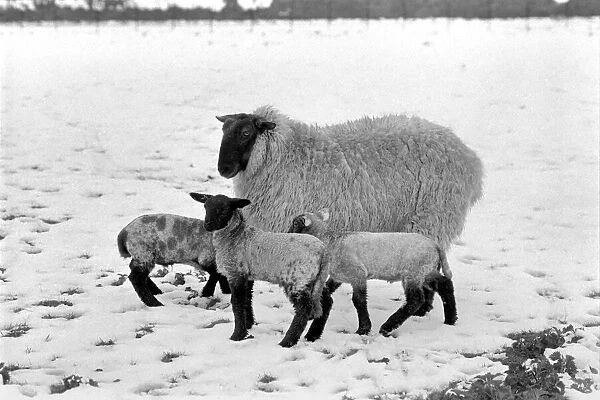 Shepherd seen here with his flock of Sheep in the winter snow. Sheep in the snow