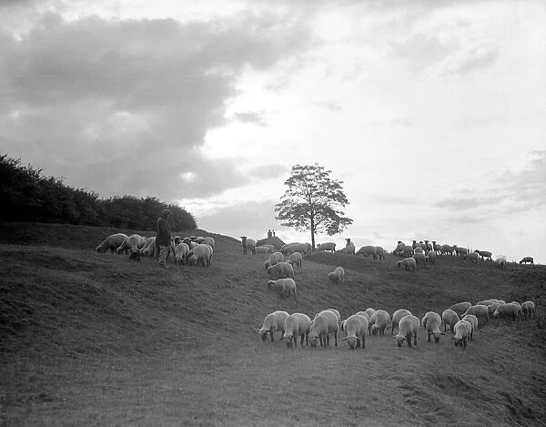 A shepherd surveys his flock at the end of the day. June 1935 P23077