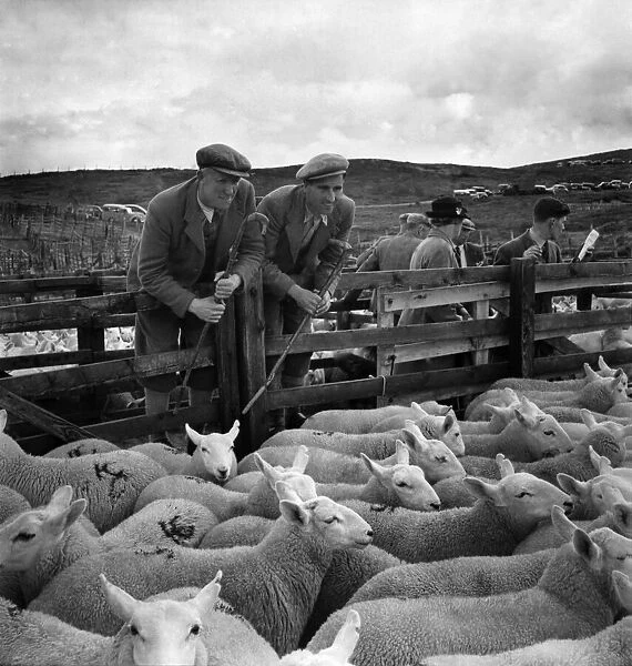 Shepherds rounding up their sheep into the pens at Lairg