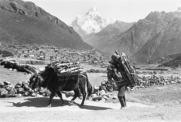 A Sherpa Farmer seen here with his oxs carrying firewood to market close to