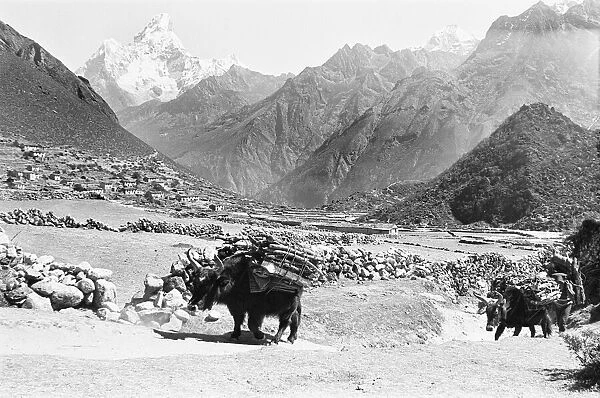 A Sherpa Farmer seen here with his oxs carrying firewood to market close to