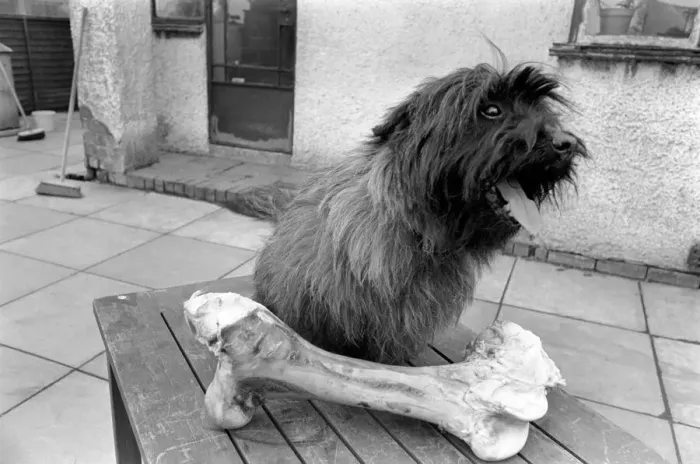 Framed Print : Sherry the dog eyes a giant bone. A life of luxury for Sherry Framed Print : Sherry the dog eyes a giant bone. A life of luxury for Sherry