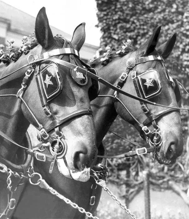 Framed Print : Sherry and Gin, two of Newcastle Breweries dray horses in their May Day finery in 1960