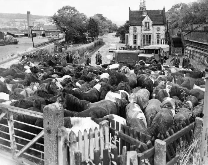 Framed Print : These Shetland ponies at Wollsingtham leave the station to graze in the fields until they Framed Print : These Shetland ponies at Wollsingtham leave the station to graze in the fields until they