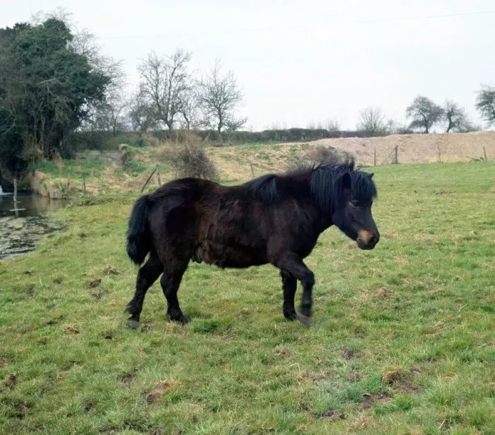 Framed Print : A Shetland Pony in the fields 1968 animal animals horse horses black Framed Print : A Shetland Pony in the fields 1968 animal animals horse horses black