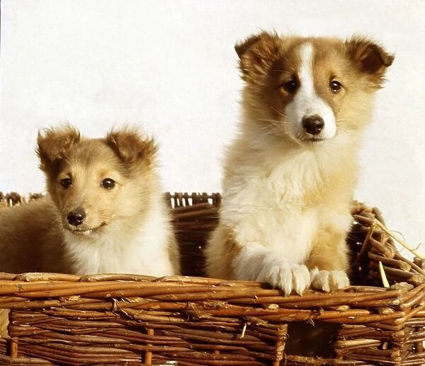 Shetland sheepdog pups in a wicker basket February 1967