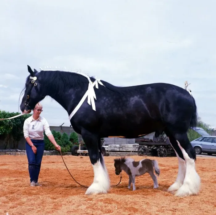 Framed Print : Shire horse Goliath meets miniature horse Bluebell June 1985