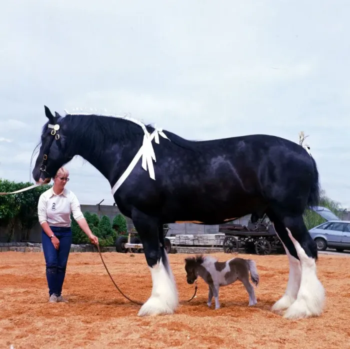 Framed Print : Shire horse Goliath meets miniature horse Bluebell June 1985 animal