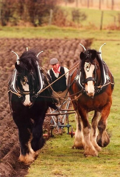 Two Shire horses Duke (black) and Sam plough a field in the old Manor at Beamish Open