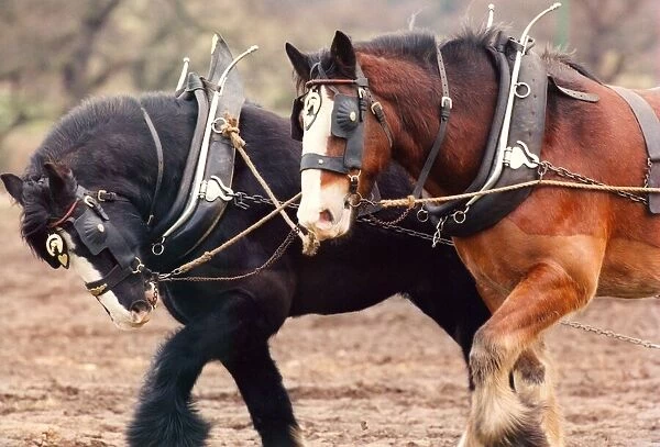 Shire horses Duke (black) and Sam, ploughing in the Old Manor at Beamish Open Museum