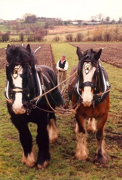 Shire horses Duke (black) and Sam, ploughing in the Old Manor at Beamish Open Museum