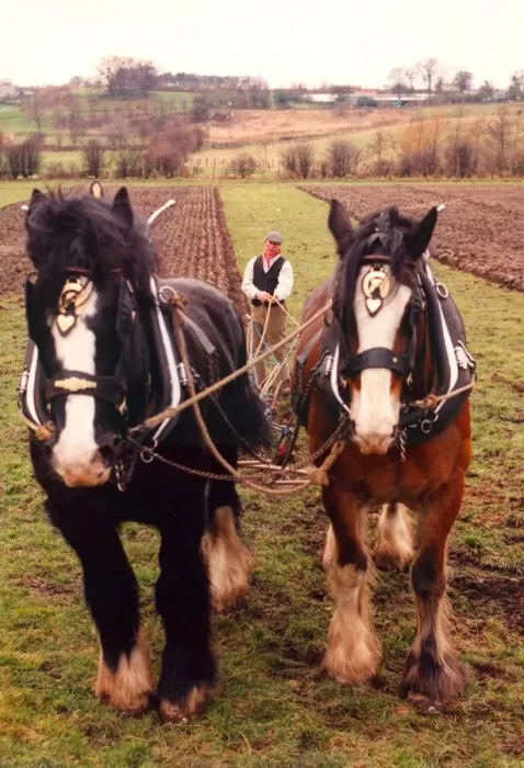 Framed Print : Shire horses Duke (black) and Sam, ploughing in the Old Manor at Beamish Open Museum Framed Print : Shire horses Duke (black) and Sam, ploughing in the Old Manor at Beamish Open Museum