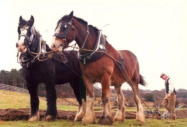 Two Shire horses Duke (black and Sam are prepared for ploughing at Beamish Open Museum