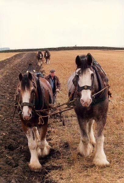 Shire horses ploughing up a field the old fashioned way
