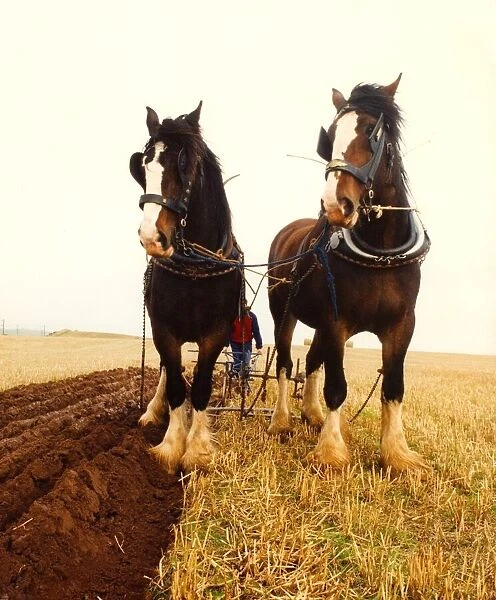 Two Shire horses ploughing a field the old fashioned way