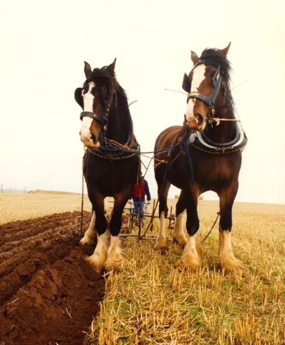 Framed Print : Two Shire horses ploughing a field the old fashioned way Framed Print : Two Shire horses ploughing a field the old fashioned way