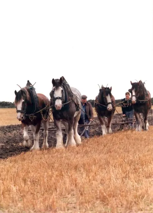 Framed Print : Shire horses ploughing up a field the old fashioned way Framed Print : Shire horses ploughing up a field the old fashioned way