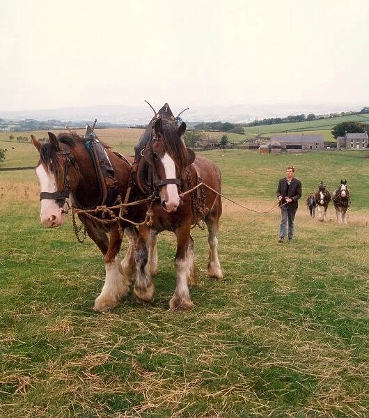 Shire horses being trained on a farm