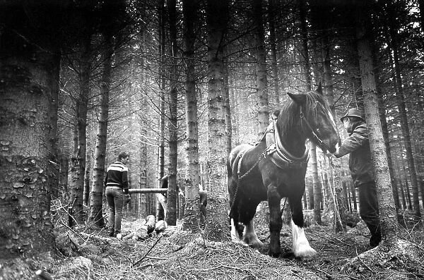 Shire power; another day at work for Arthur the Shire horse as he prepares to bring out