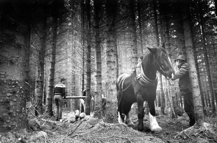 Framed Print : Shire power; another day at work for Arthur the Shire horse as he prepares to bring out