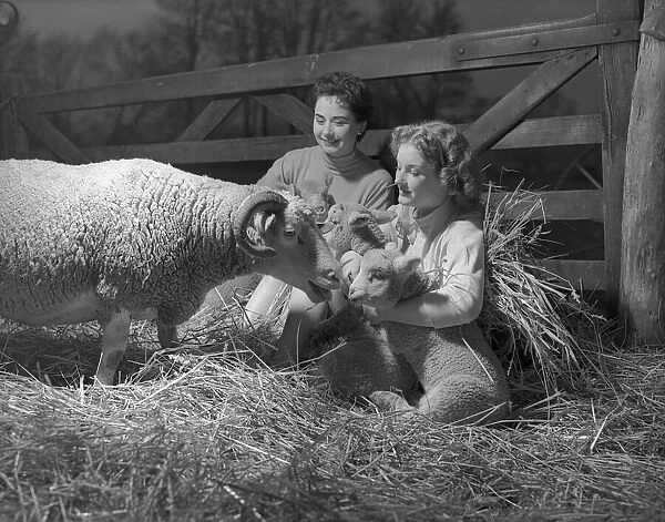 Shirley Lorimes snd Pauline Olsen seen here with spring lambs