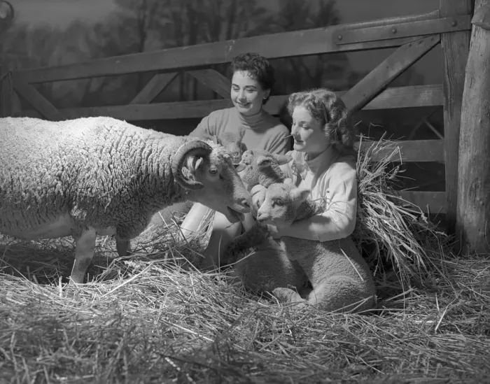 Framed Print : Shirley Lorimes snd Pauline Olsen seen here with spring lambs Framed Print : Shirley Lorimes snd Pauline Olsen seen here with spring lambs