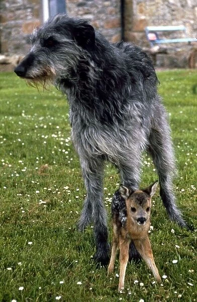 Shona the deerhound with Roro the Roe Deer - July 1989 Animals Dogs Dog
