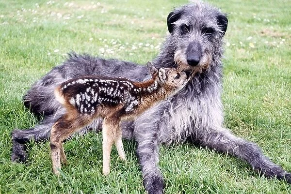 Shona the deerhound with Rory an orphaned roe deer July 1989