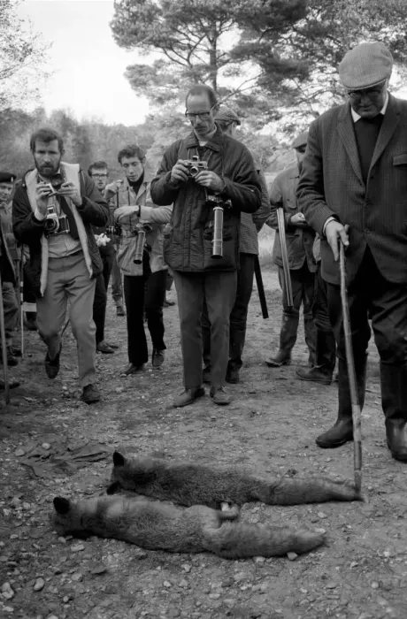 Framed Print : The shoot at Camberley, Surrey, started early today to exterminate all wild life
