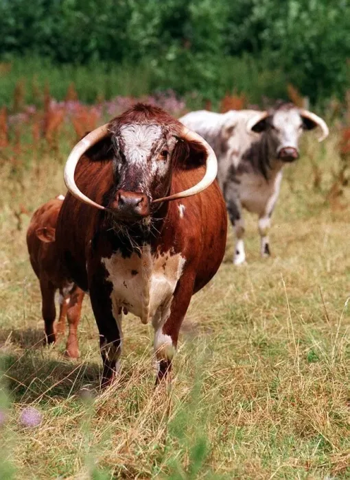 Framed Print : Shorthorn cattle. July 1999 Framed Print : Shorthorn cattle. July 1999