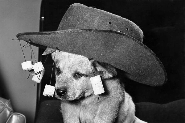 The show-off: The pup who could keep nothing under his Aussie hat. April 1980 P006060