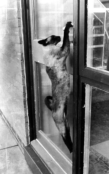 Siamese cat attempt to open front door of house with paws circa 1993