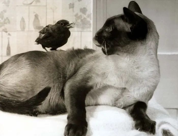Framed Print : A Siamese cat and blackbird living together in harmony March 1969 1